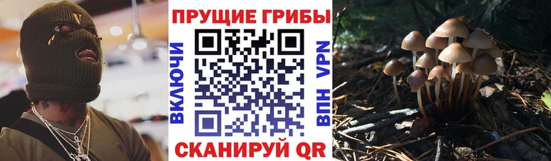 Галлюциногенные грибы Psilocybine cubensis  Щигры 
